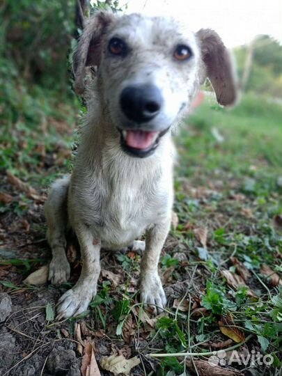 Собака, мини, бесплатно