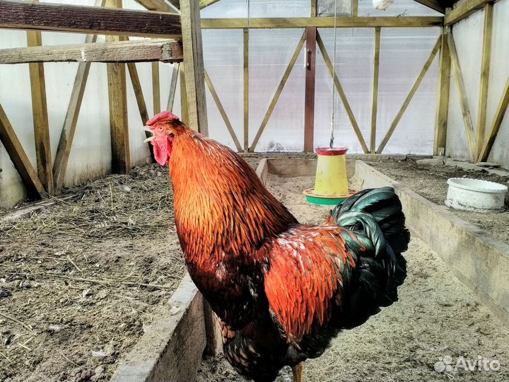 Петух Виандот