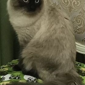 Балинезийские котята
