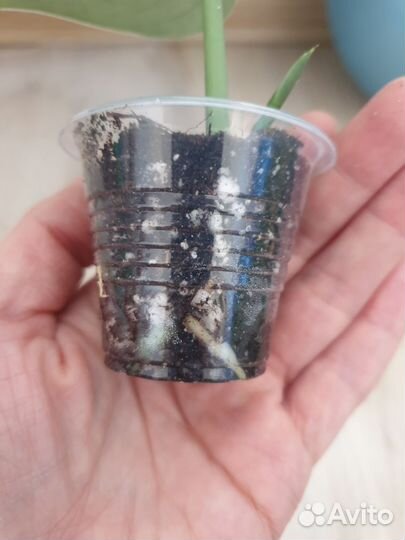 Сциндапсус экзотика