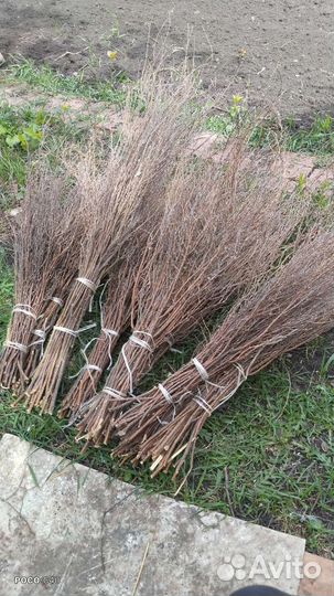 Веники чилиговые