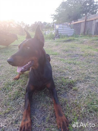 Доберман вязка, так же для фотосессии