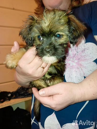 Щенки найды в овраге