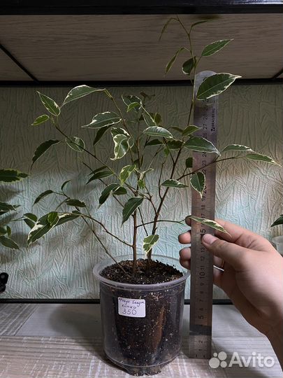 Фикус Кинки