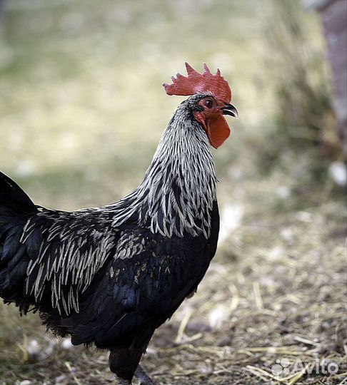Петухи