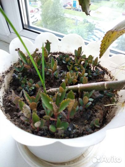 Каланхоэ домашний