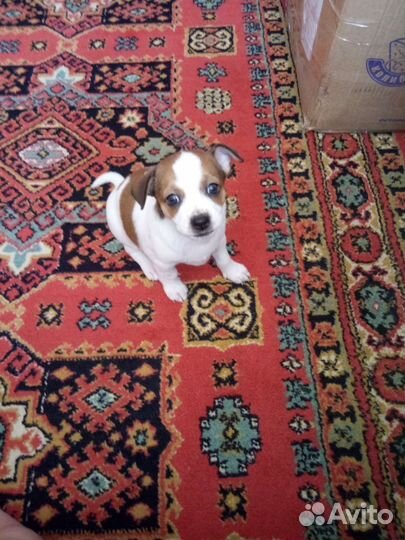 Щенки чихуахуа