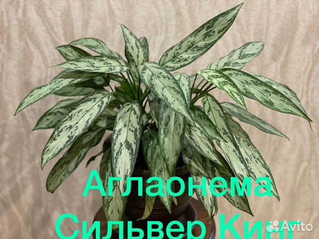 Эсхинантус/Фикус Дунетти/Аглаонема Сильвер Кинг