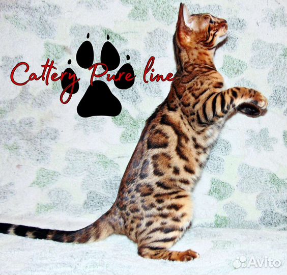 Бенгальский мальчик и девочка