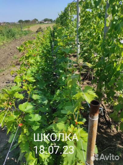 Черенки и саженцы винограда