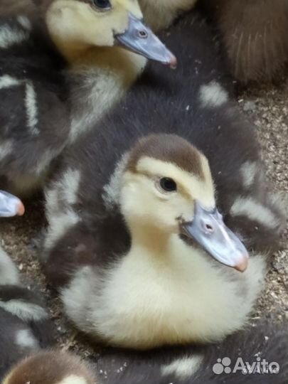 Мускусные утки индоутки индоутята