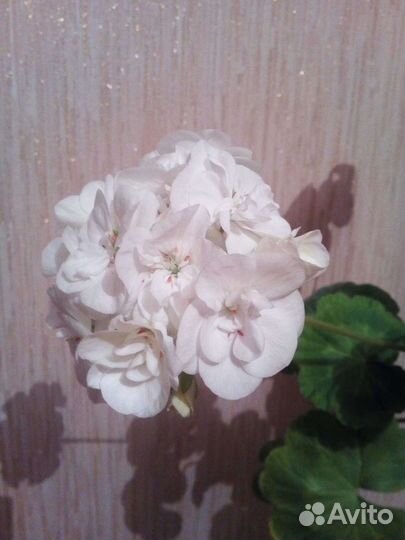 Пеларгония-герань белая, кактусы, Перец острый