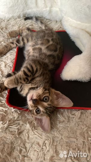 Продажа котенка бенгальский