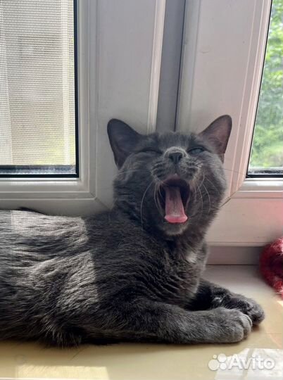 Особенная кошка фенотип рус. голуб. 11 м. в дар