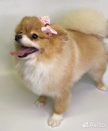 Груминг Грумер собак и кошек с выездом на дом