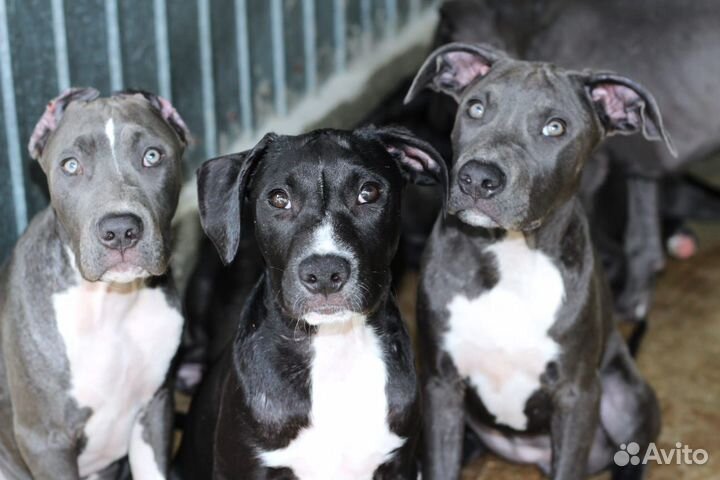 Щенки питбультерьера