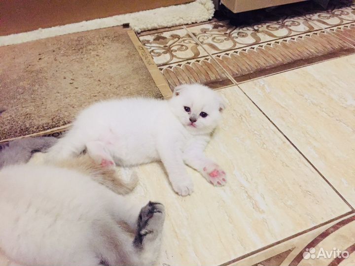 Шотландские котятки