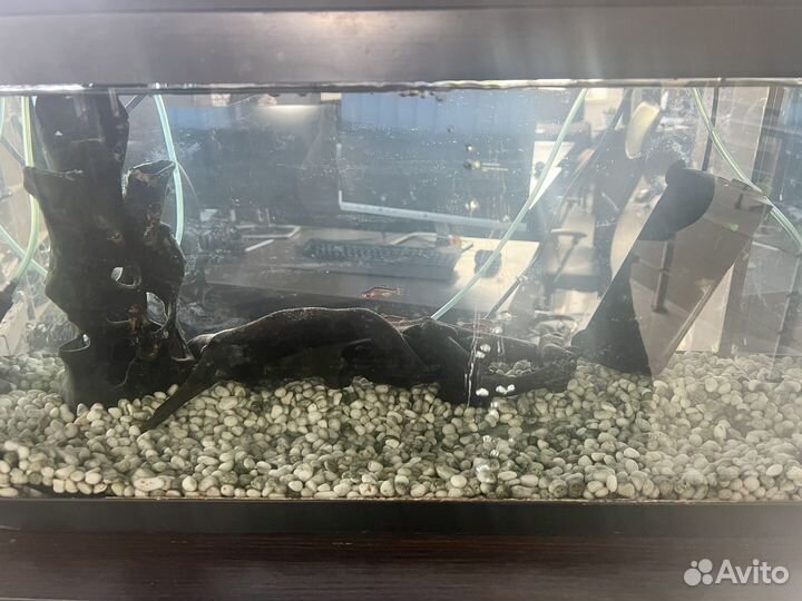 Аквариум с рыбками