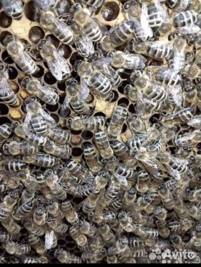 Пчелопакеты, пчёлы, Карника 2024