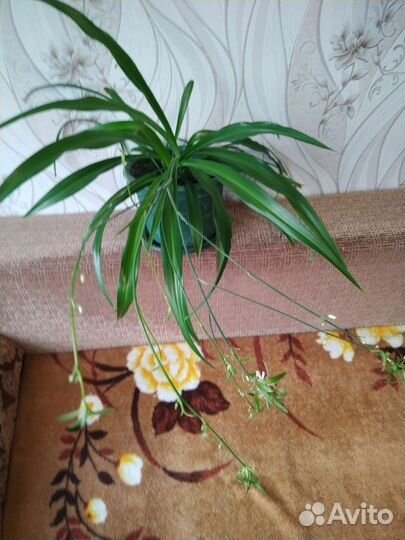 Хлорофитум