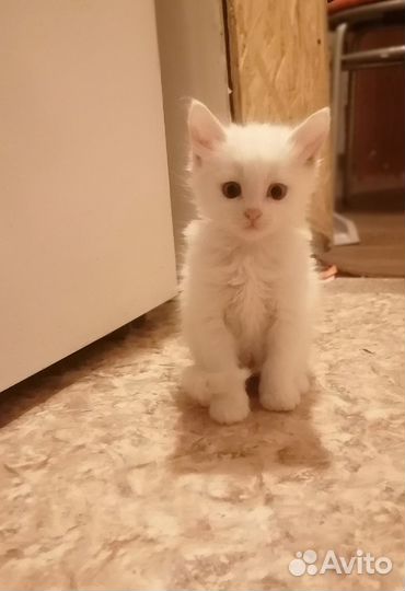 Продаются котята