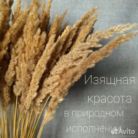 Сухоцветы, вейник, пампасная трава