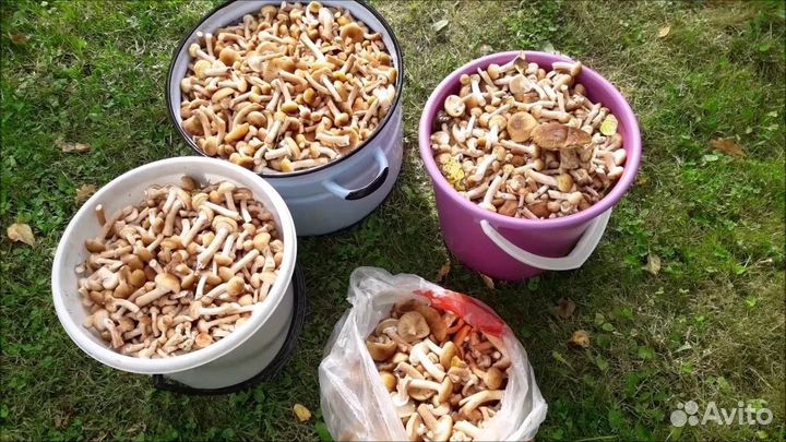 Собираю опятки) под заказ, только свежие грибы