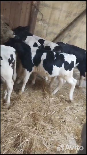 Телята мясной породы бычки Бычки