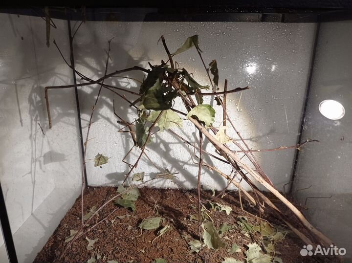 Аннамский палочник