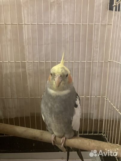 Молодой самец какарика и корелл самец