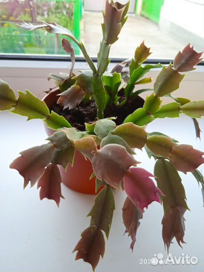 Белый декабрист