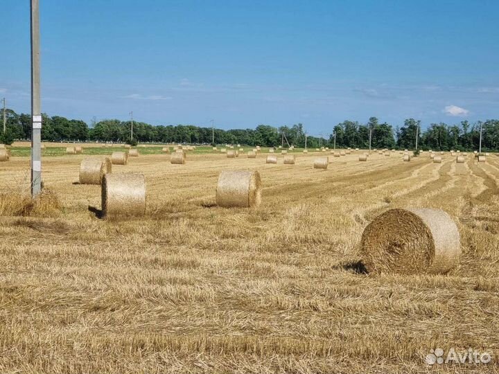 Солома пшеничная