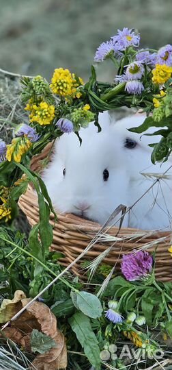 Декоративные кролики в добрые руки