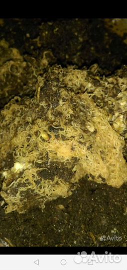 Паучий корень