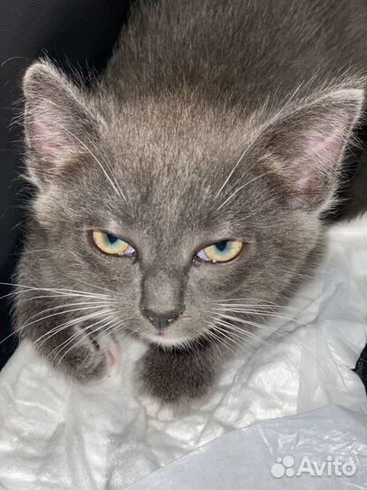 Котенок в добрые руки