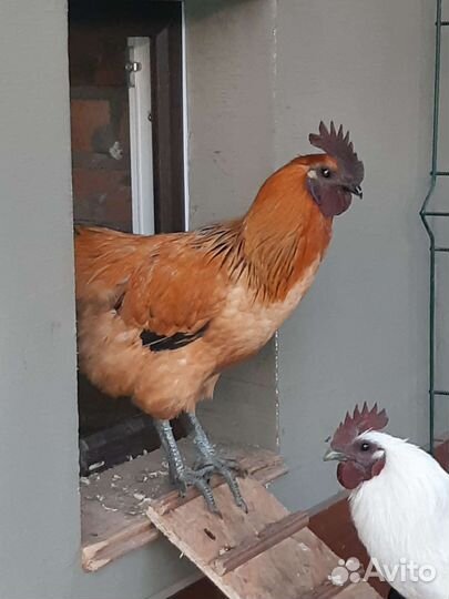 Петухи Лакеданзи