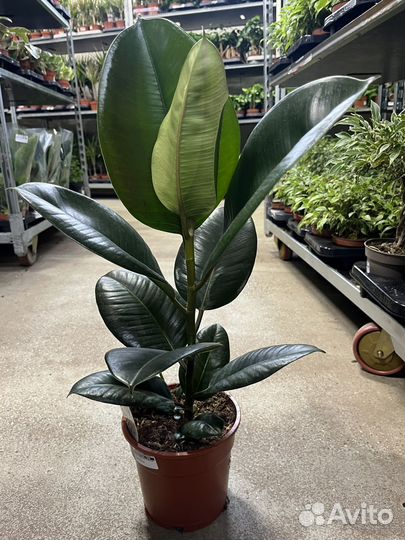 Фикус Абиджан, Робуста