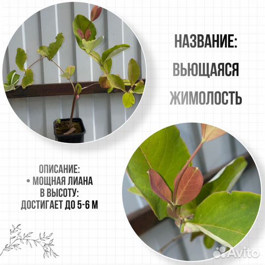 Садовые растения