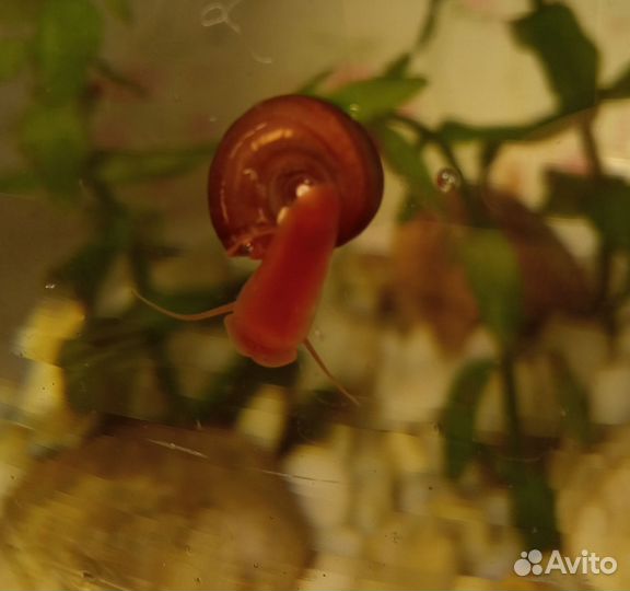 Улитка катушка декоративная красная