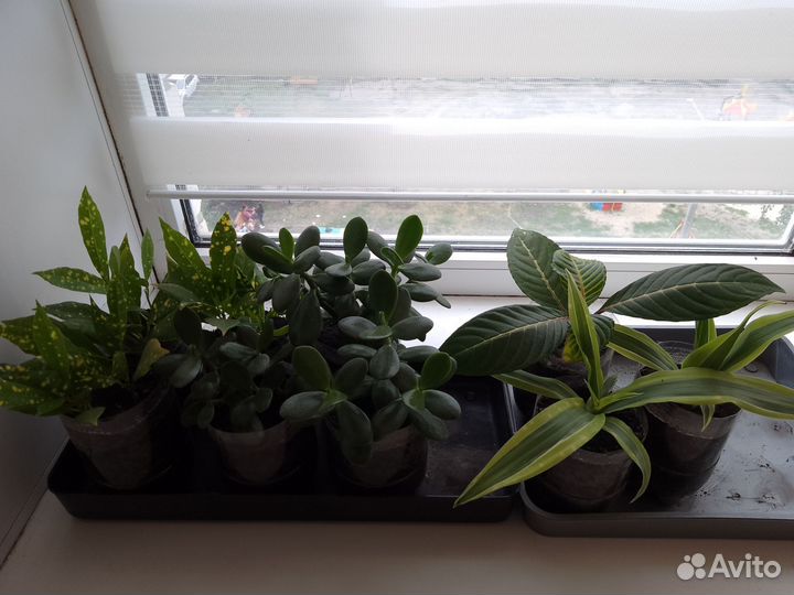 Домашние цветы