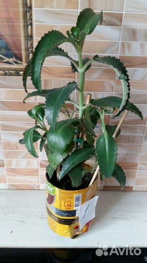 Каланхоэ лечебное чихалочка