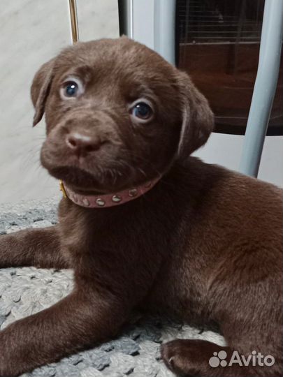 Щенки лабрадора шоколадные