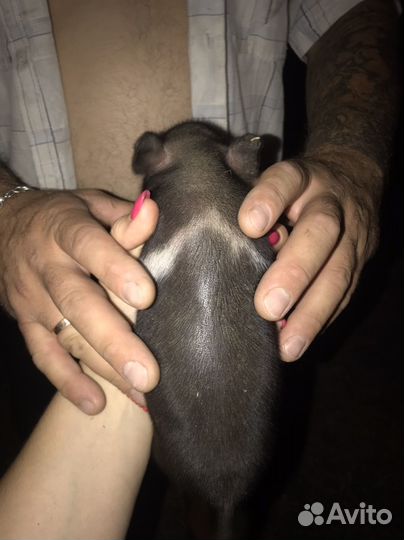 Вьетнамские поросята