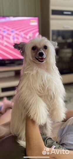 Китайская хохлатая собака вязка