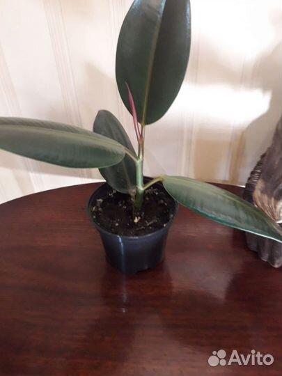 Фикус, сциндапсус, кротон, бегония