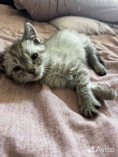 Котенок мальчик в добрые руки