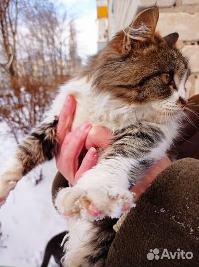 Котик Усатик 5 месяцев в добрые руки