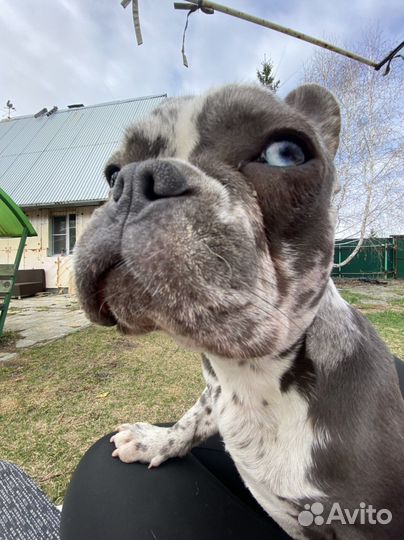 Гостиница для собак передержка