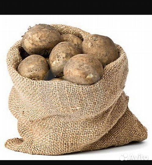Продам картофель крупный