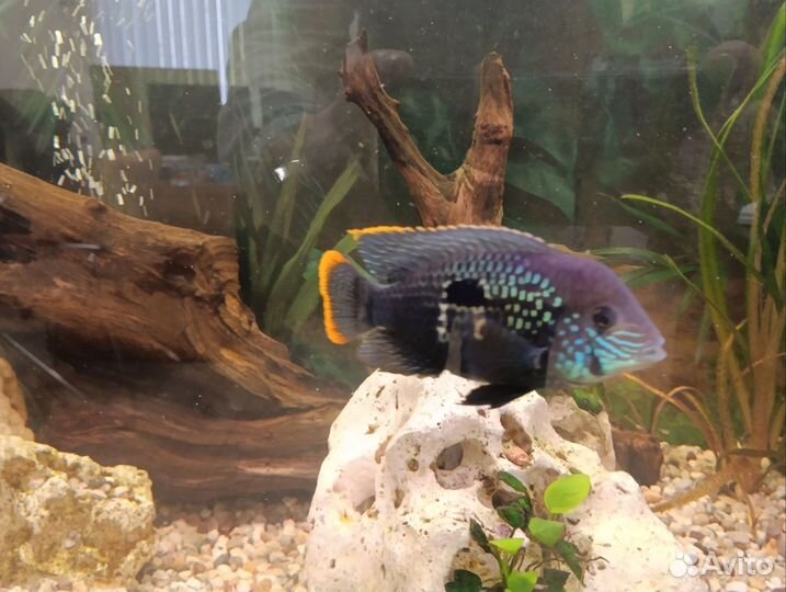 Акара бирюзовая. Плодовитая